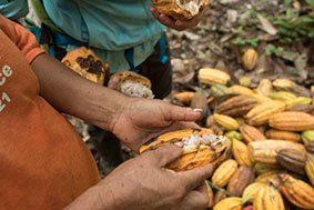 Tri fèves de cacao crues bio